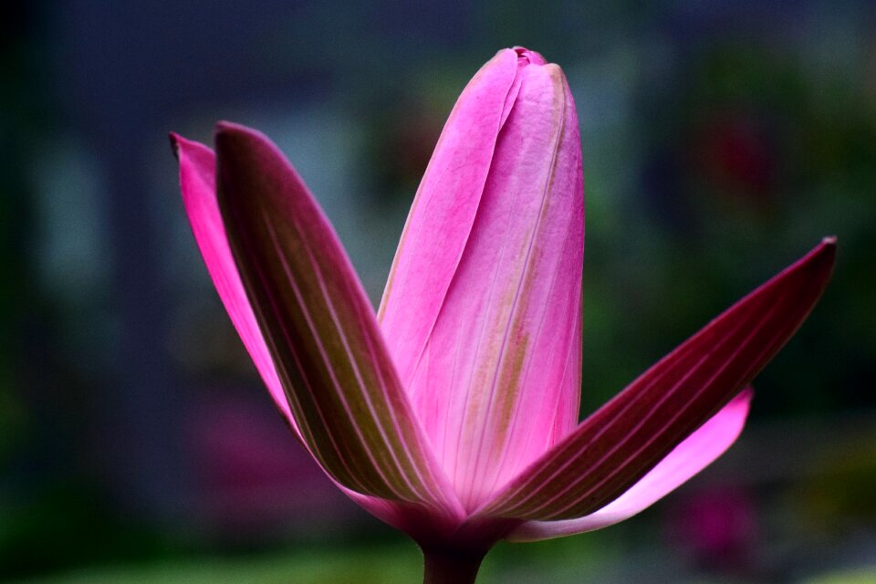 Blossom bloom nature