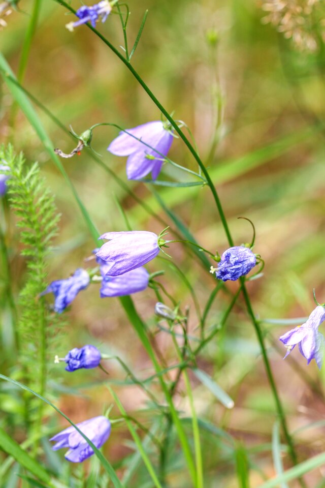 Nature blue wildflower photo