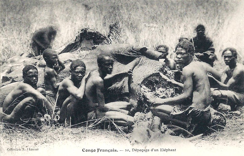 Dépeçage d'un éléphant-Congo Français