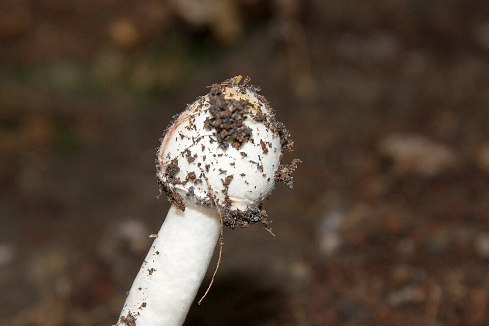 Mushroom white dust