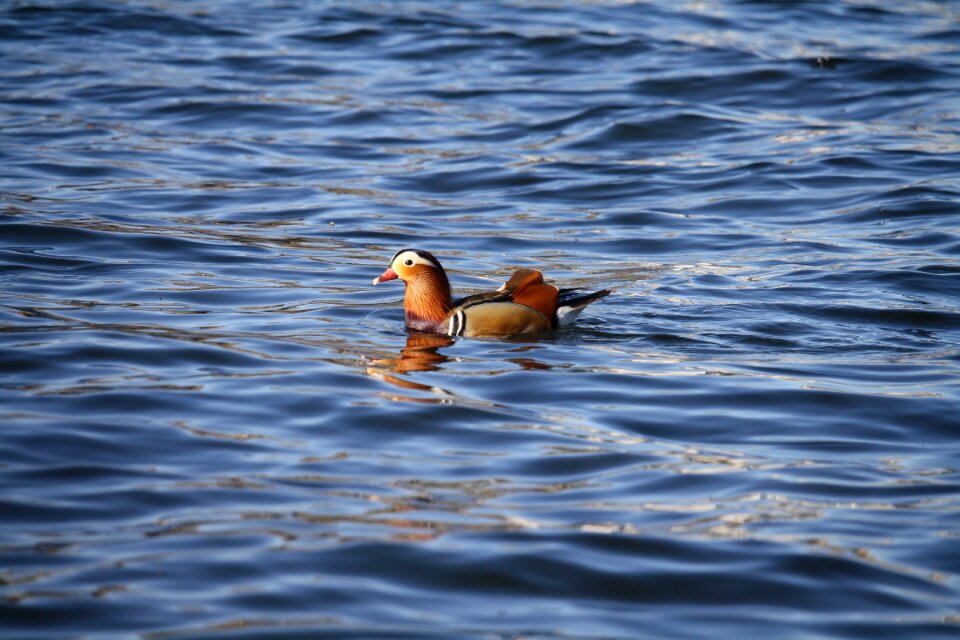 Nature swimming sea