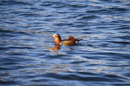 Nature swimming sea photo