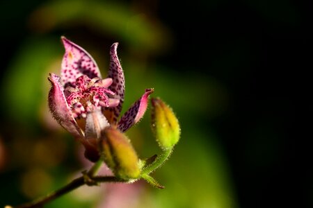 Flower blossom bloom