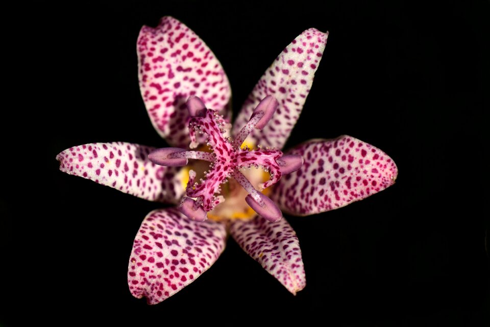 Flower blossom bloom