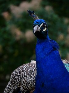 Male noble zoo