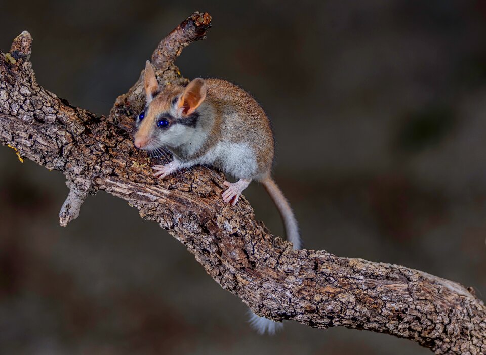 Wood squirrel animal