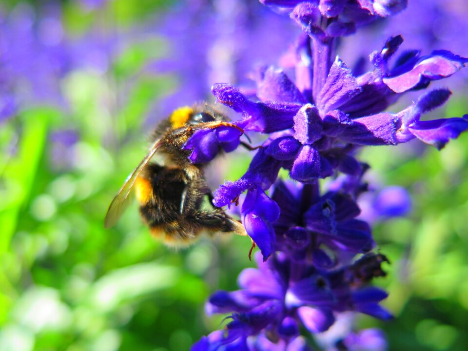 Garden summer bee photo