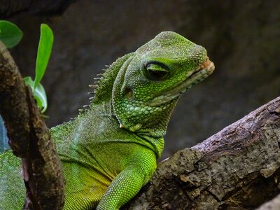 Vivarium reptile zoo photo