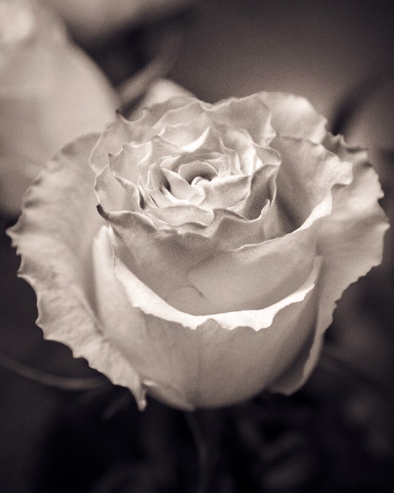 Love blooming beautiful