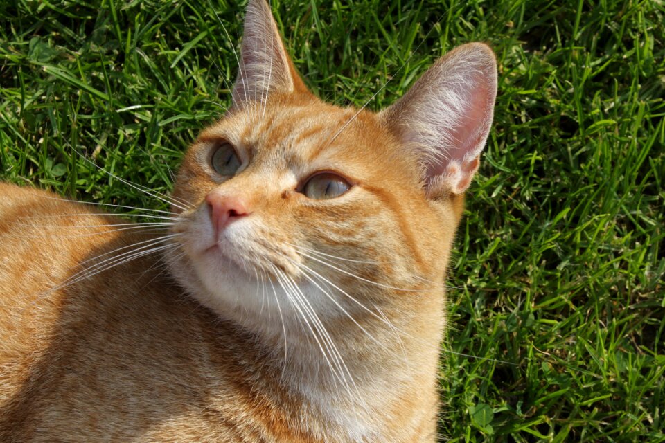 Eyes domestic cat cat's eyes