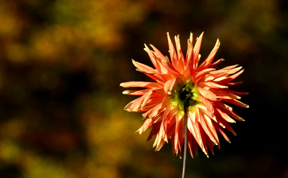 Plant flower garden orange