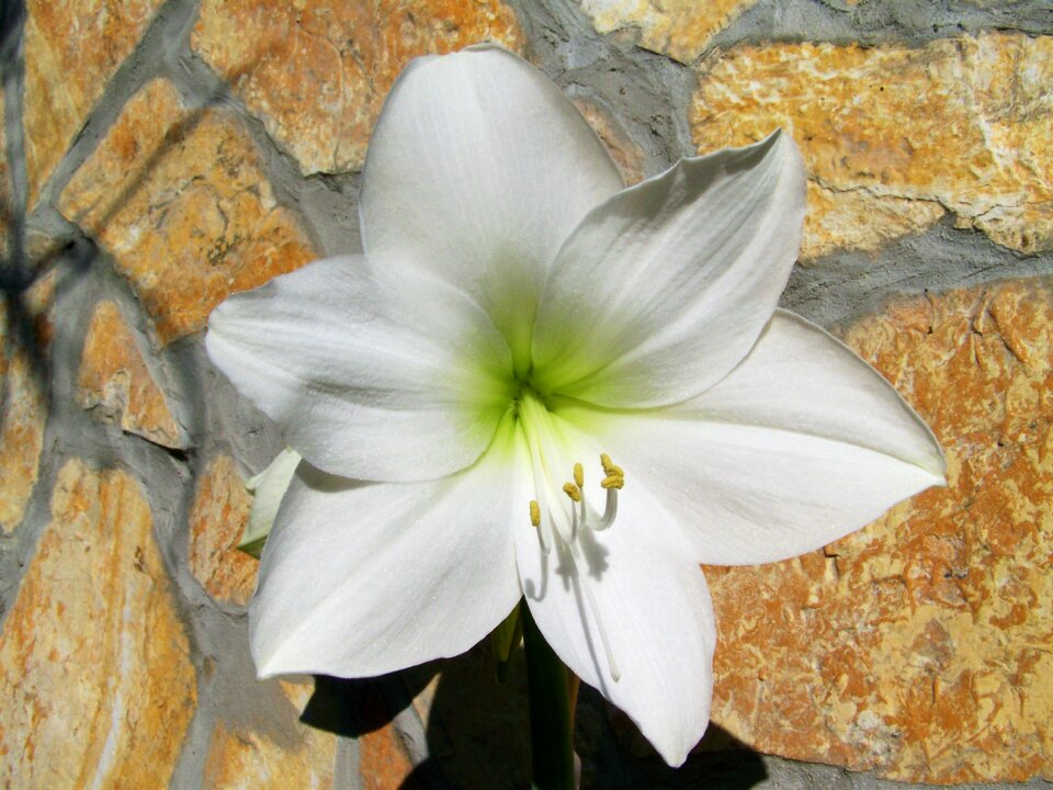 Amaryllis white flower bulbous plant photo