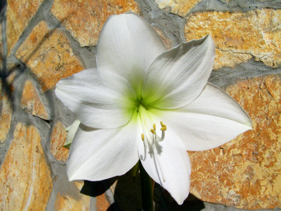 Amaryllis white flower bulbous plant