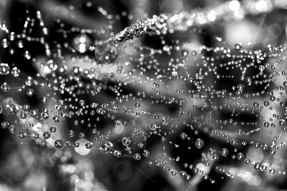 Morgentau spider moist