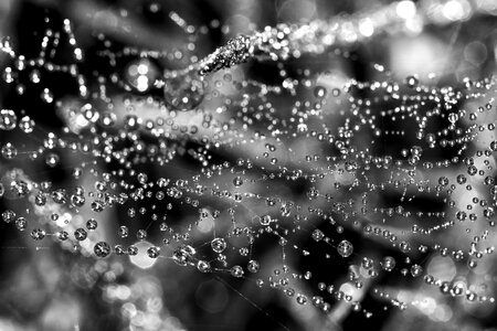 Morgentau spider moist