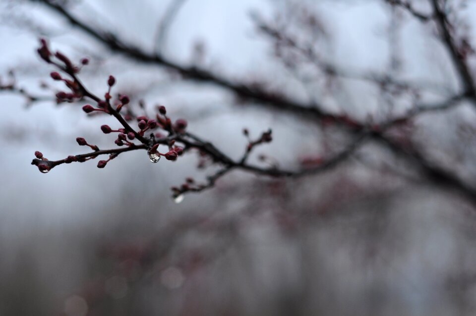 Spring rain germination