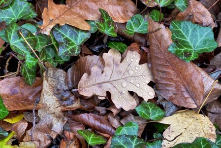 Leaves fall foliage Free photos