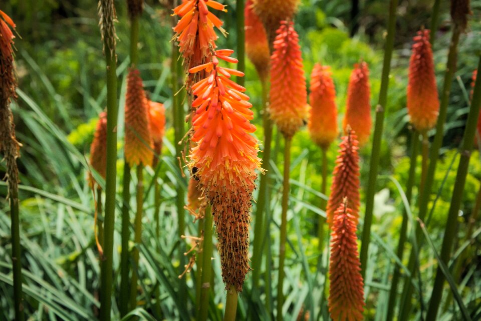 Bloom beautiful torch lily