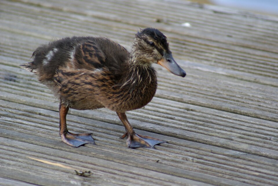 Persistence young beak