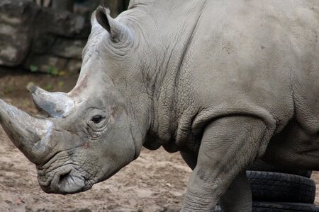 Animal zoo animal wild animal