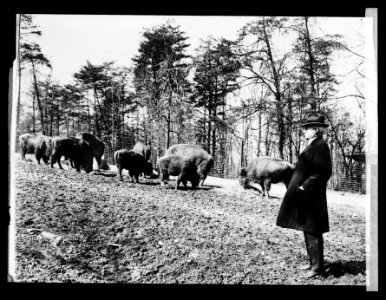 E.W. Nelson, Chief Biological Survey LCCN2016852264