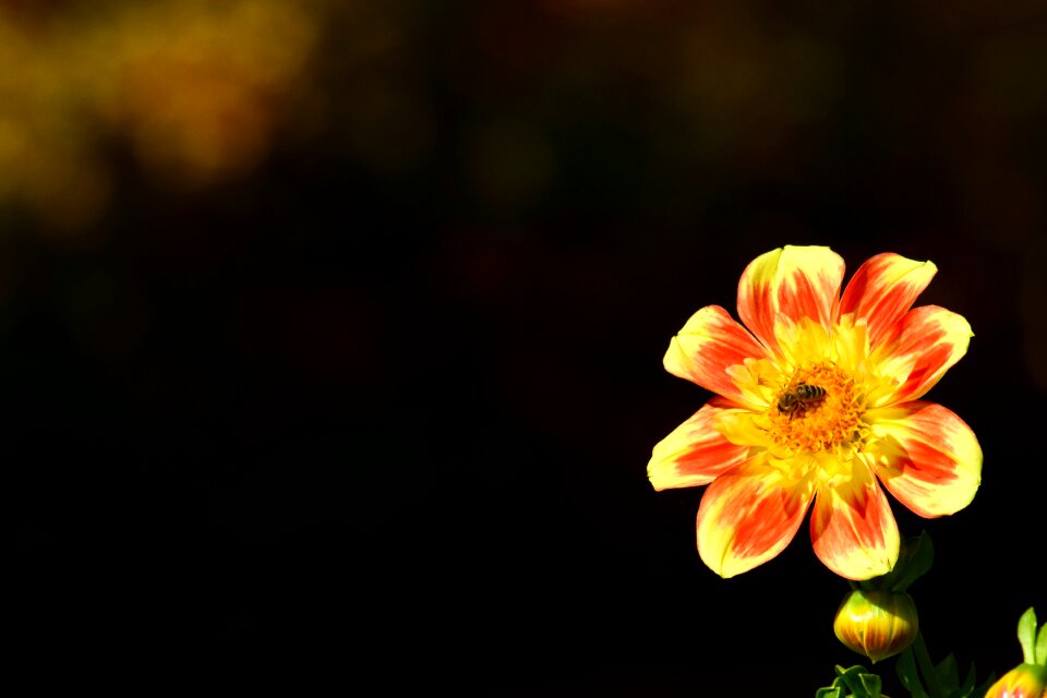 Bloom dahlia garden ornamental flower