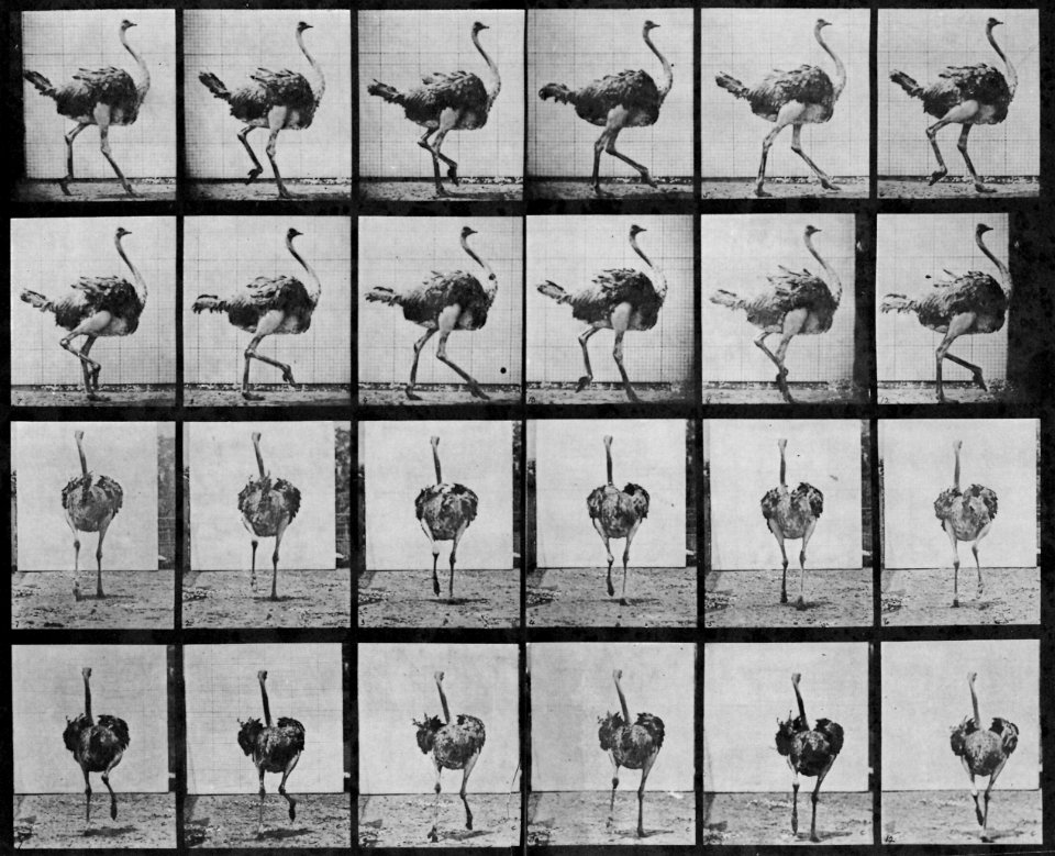 Eadweard Muybridge Gehender Strauß 001