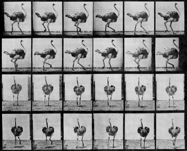 Eadweard Muybridge Gehender Strauß 001
