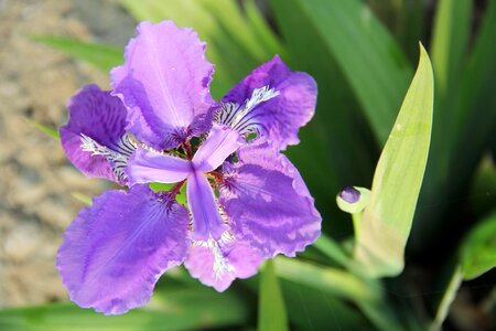 Purple iris iris Free photos