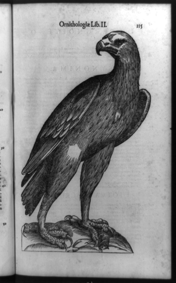 Eagle with dead mouse at its feet LCCN92516860