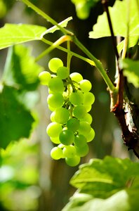 Fruit grapevine vine