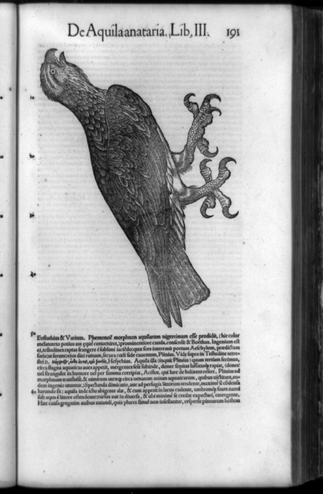 Eagle with prominent claws; and surrounding text LCCN92516857