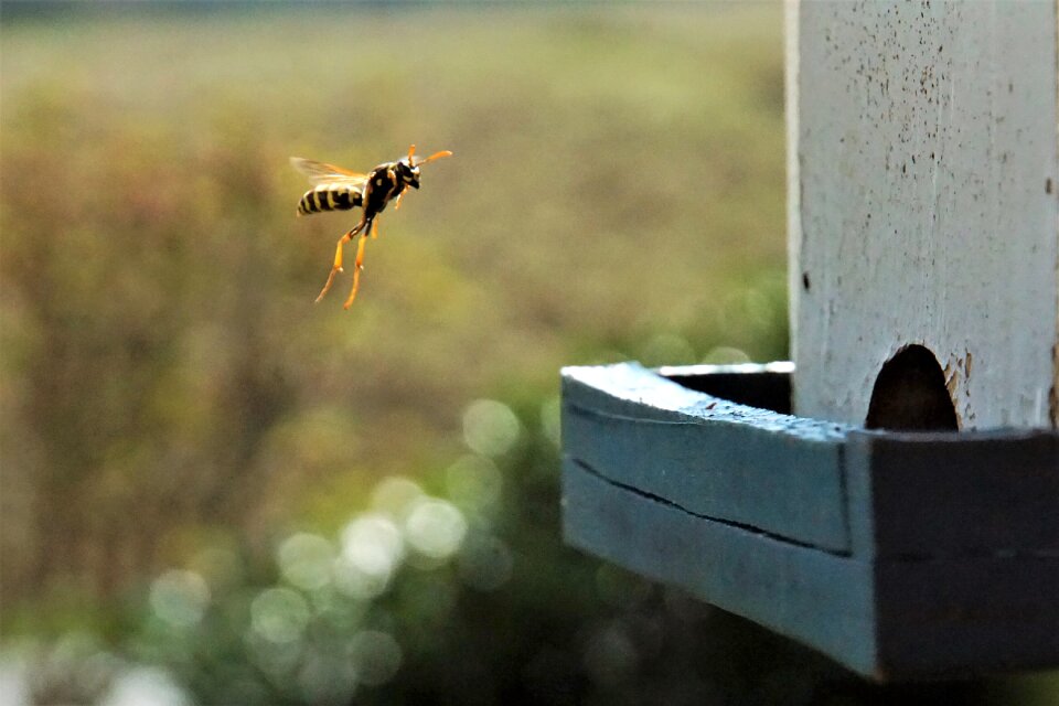 Field wasp insect landing