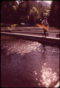 Eagle-creek-fish-hatchery-near-cascade-locks-on-the-columbia-river-051973 4272366874 o