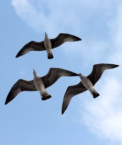 Three flight birds photo
