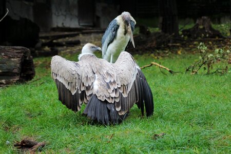 Bird vulture marabu photo