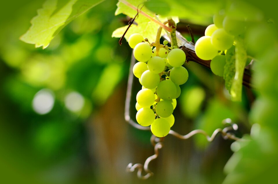 Fruit grapevine vine