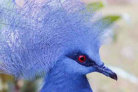 Animal wild blue animals