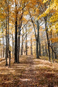 Nature forest autumn photo