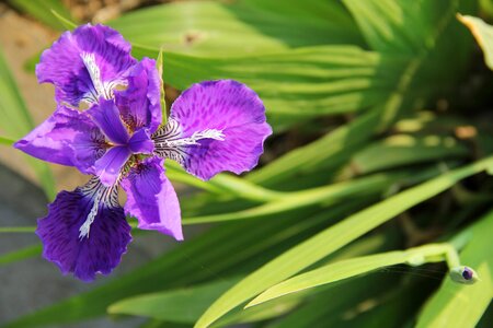 Iris purple fleur-de-lis purple iris photo