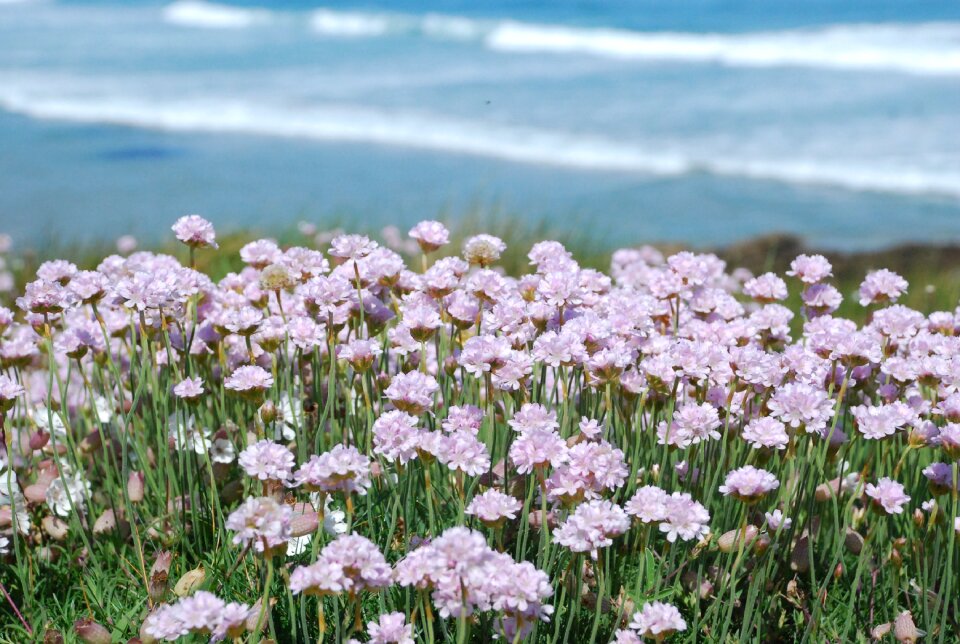 Coastal costa pink petals
