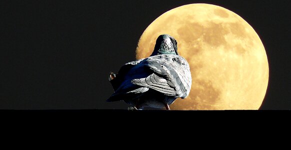 Moon birds animal world