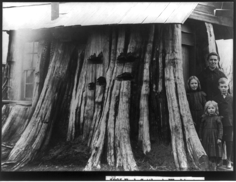 Early settlers in Washington. Cedar stump residence LCCN2016650393