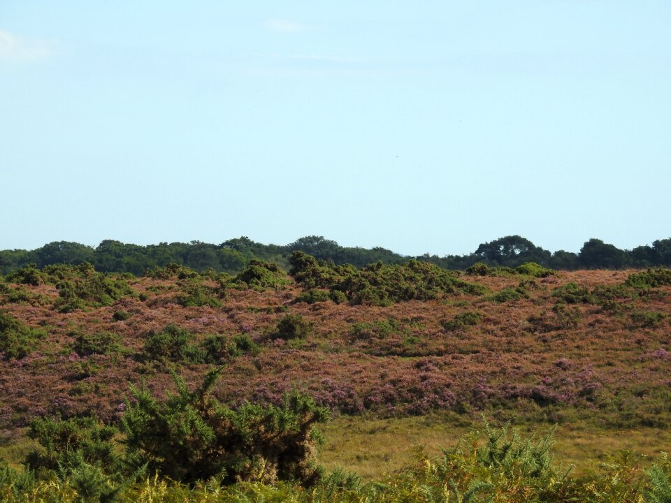 Nature landscape meadow