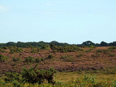 Nature landscape meadow