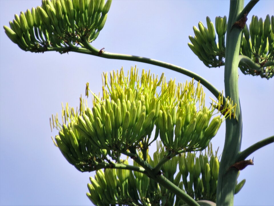 Century plant blooms succulent