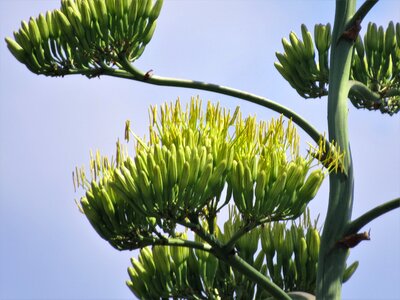 Century plant blooms succulent