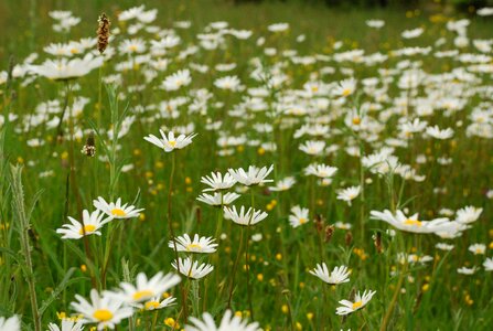 Margaret wild spring wild flower