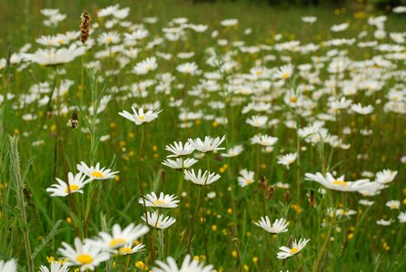 Margaret wild spring wild flower photo