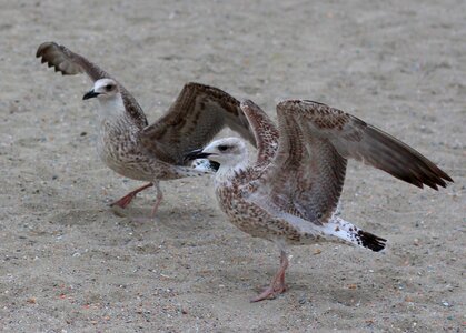 Dance wings birds